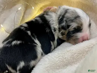 Australian Shepherd dogs Diego - Ad 8