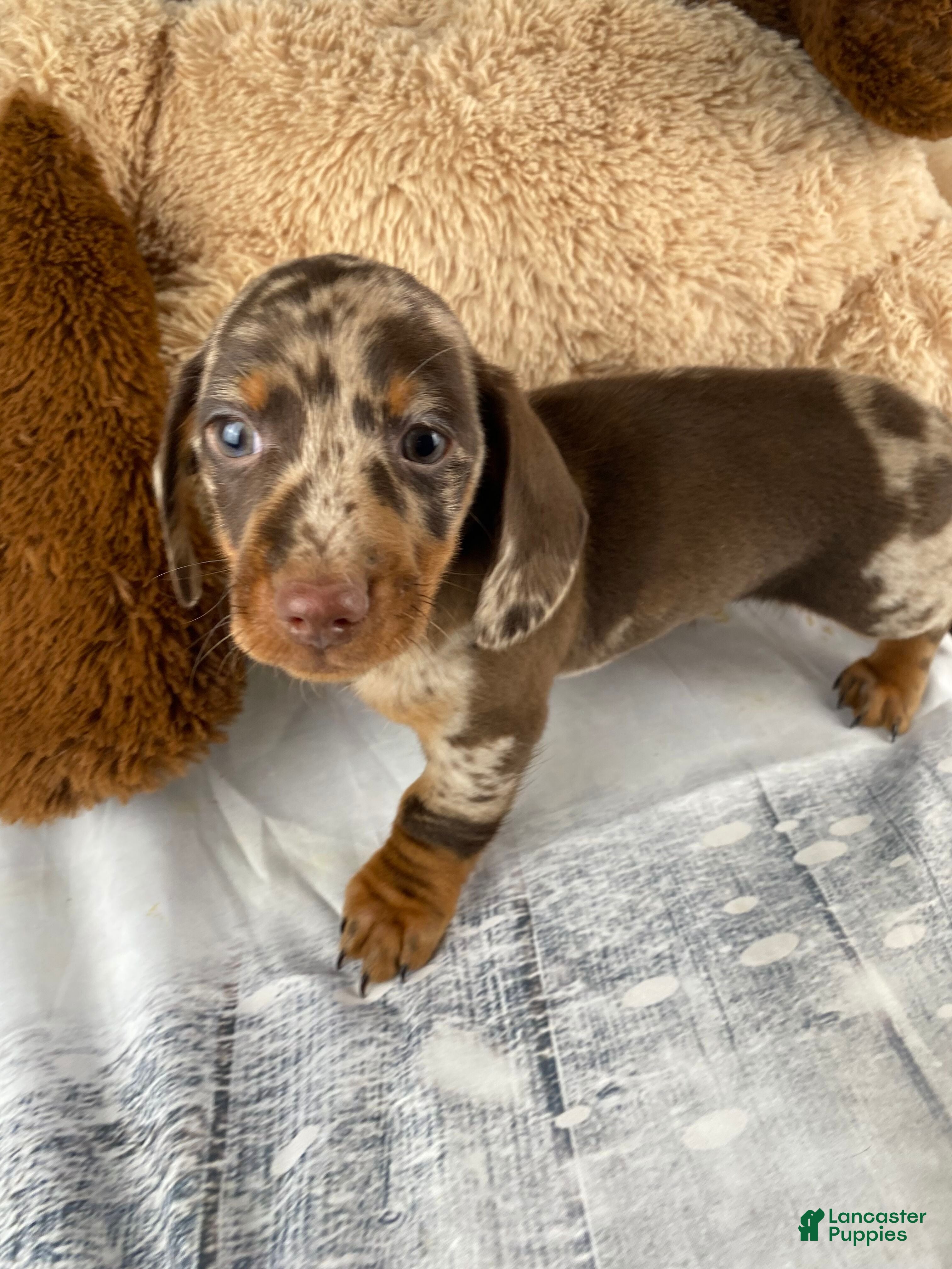 Miniature Dachshund dogs Max - Ad 5