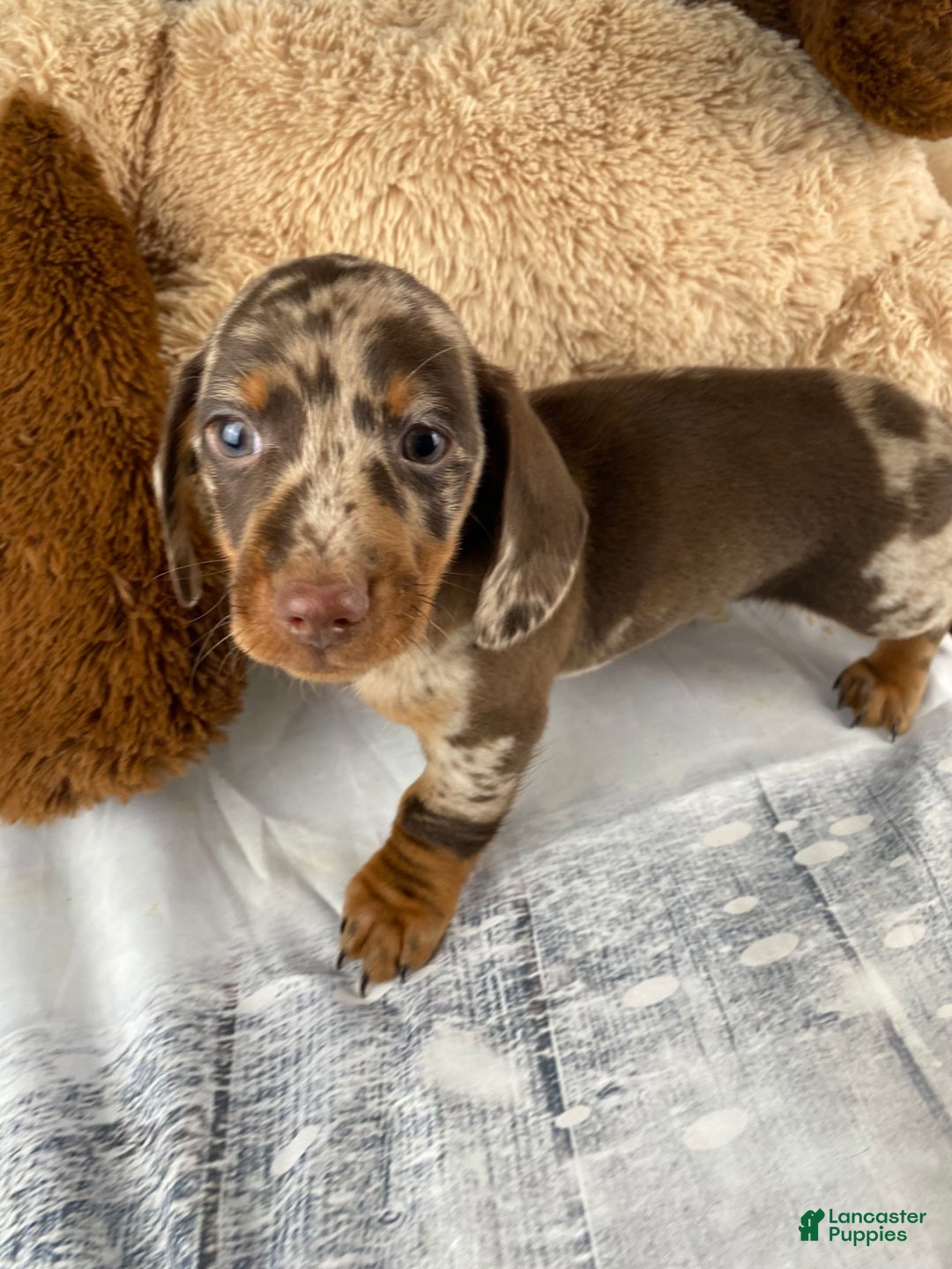 Miniature Dachshund dogs for sale: Max - Ad 1