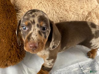 Miniature Dachshund dogs Max - Ad 16