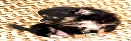 Chihuahua dogs for sale: Teacup longhair Apple head - Ad 7