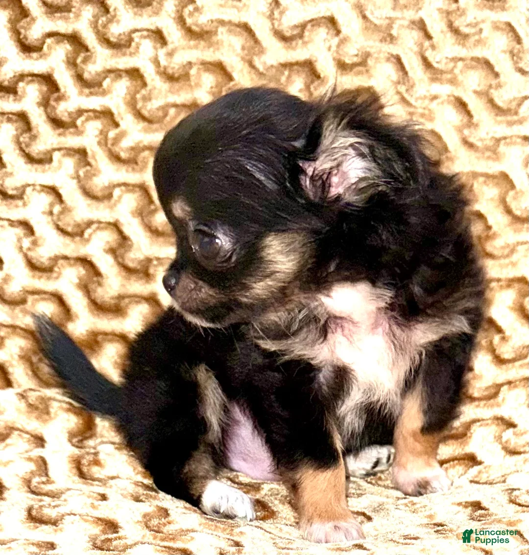 Chihuahua dogs for sale: Teacup longhair Apple head - Ad 7