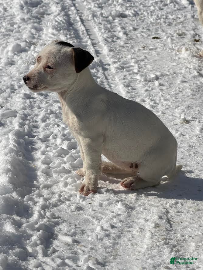 Jack Russell Terrier dogs Jane - Ad 18