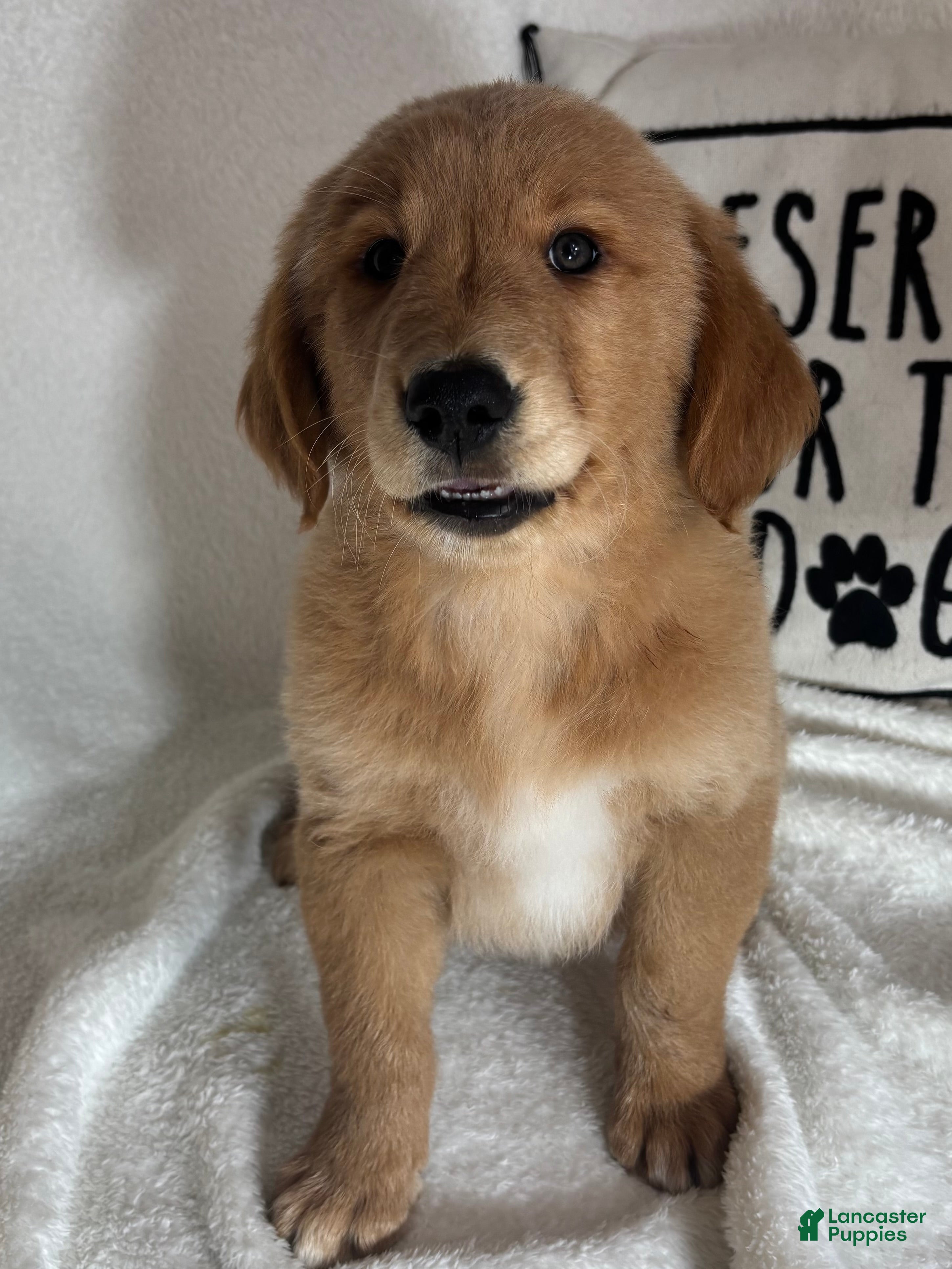 Grover (Golden Retriever, Male) in Greenfield, IN