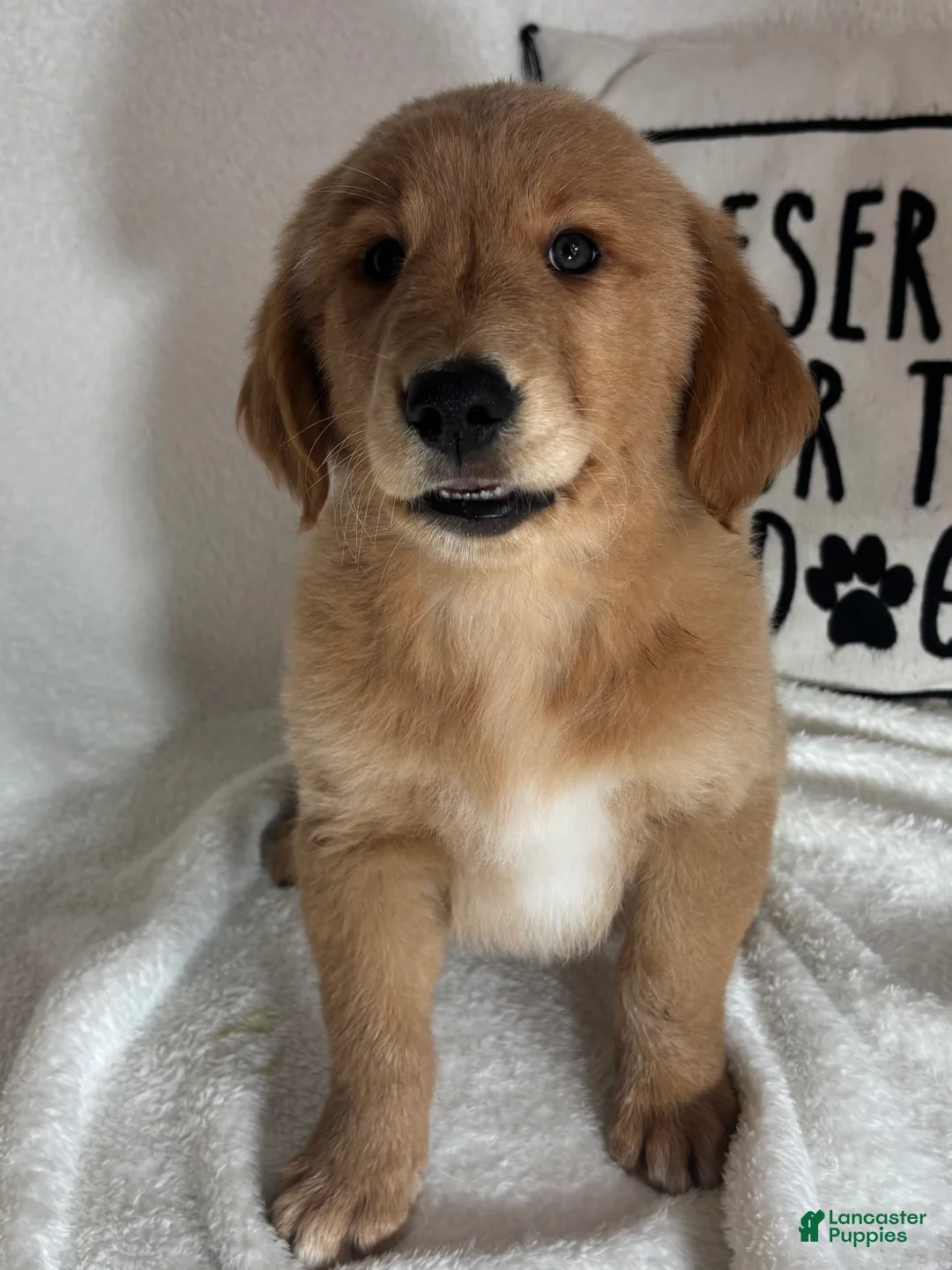 Golden Retriever dogs for sale: Grover - Ad 1