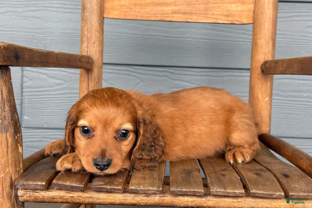 Miniature Dachshund dogs for sale: Satin - Ad 1