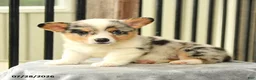 Welsh Corgi Pembroke dogs for sale: Rainbow - Ad 3