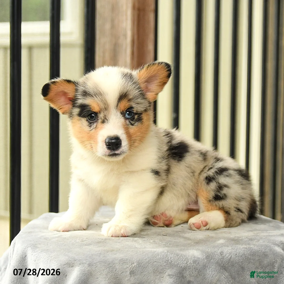 Welsh Corgi Pembroke dogs for sale: Rainbow - Ad 3