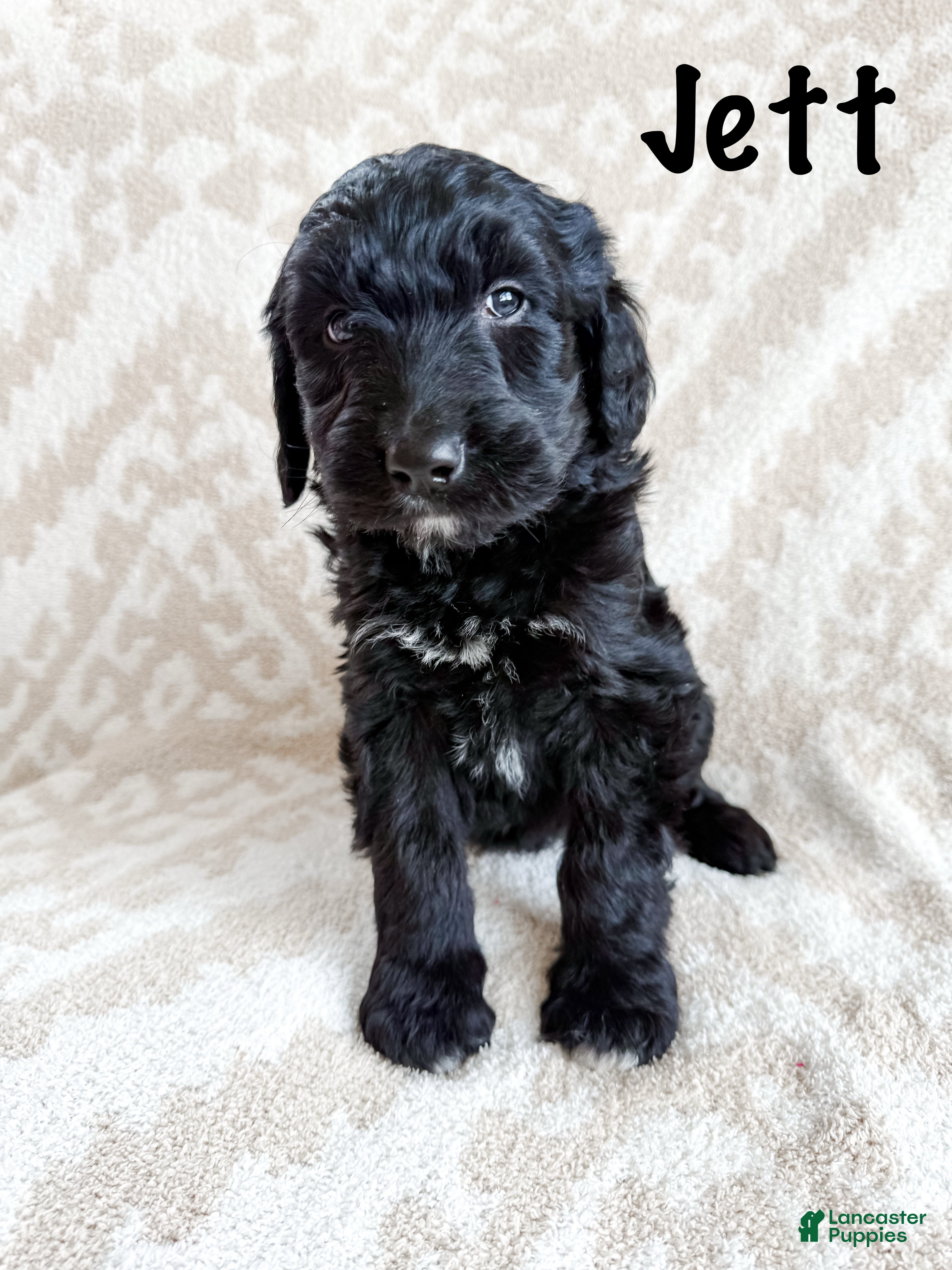 Aussiedoodle dogs Jett - Ad 31
