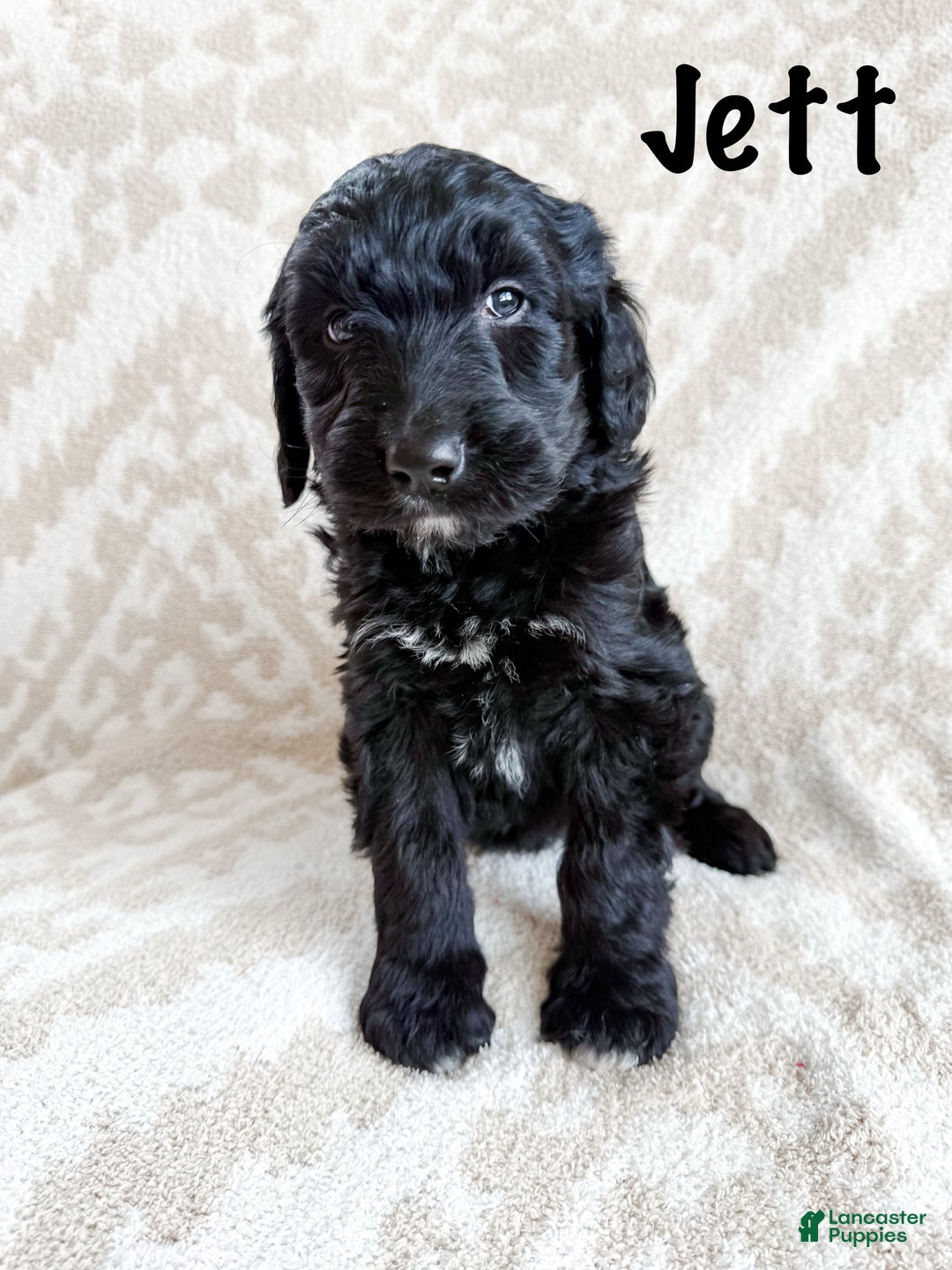 Aussiedoodle dogs for sale: Jett - Ad 3