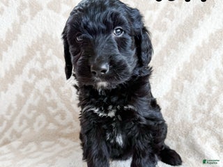 Aussiedoodle dogs Jett - Ad 27
