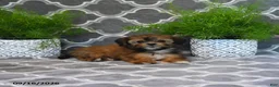 Shorkie dogs for sale: Olena  - Ad 2