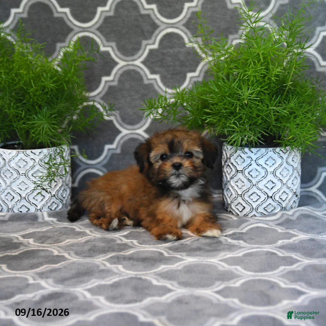 Shorkie dogs for sale: Olena  - Ad 2