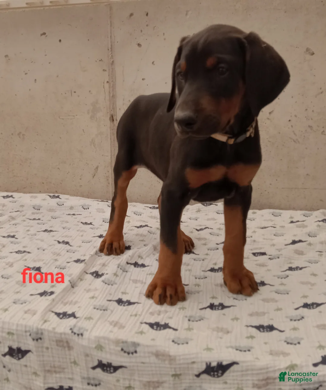 Doberman Pinscher dogs for sale: Fiona - Ad 1
