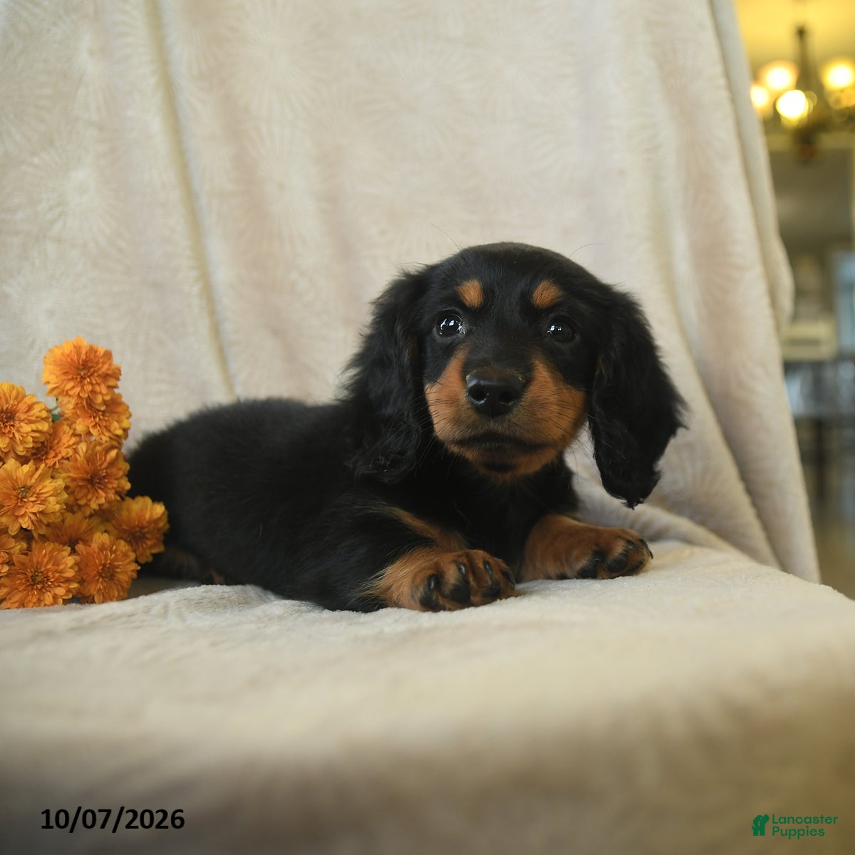 Miniature Dachshund dogs Kimmy - Ad 2