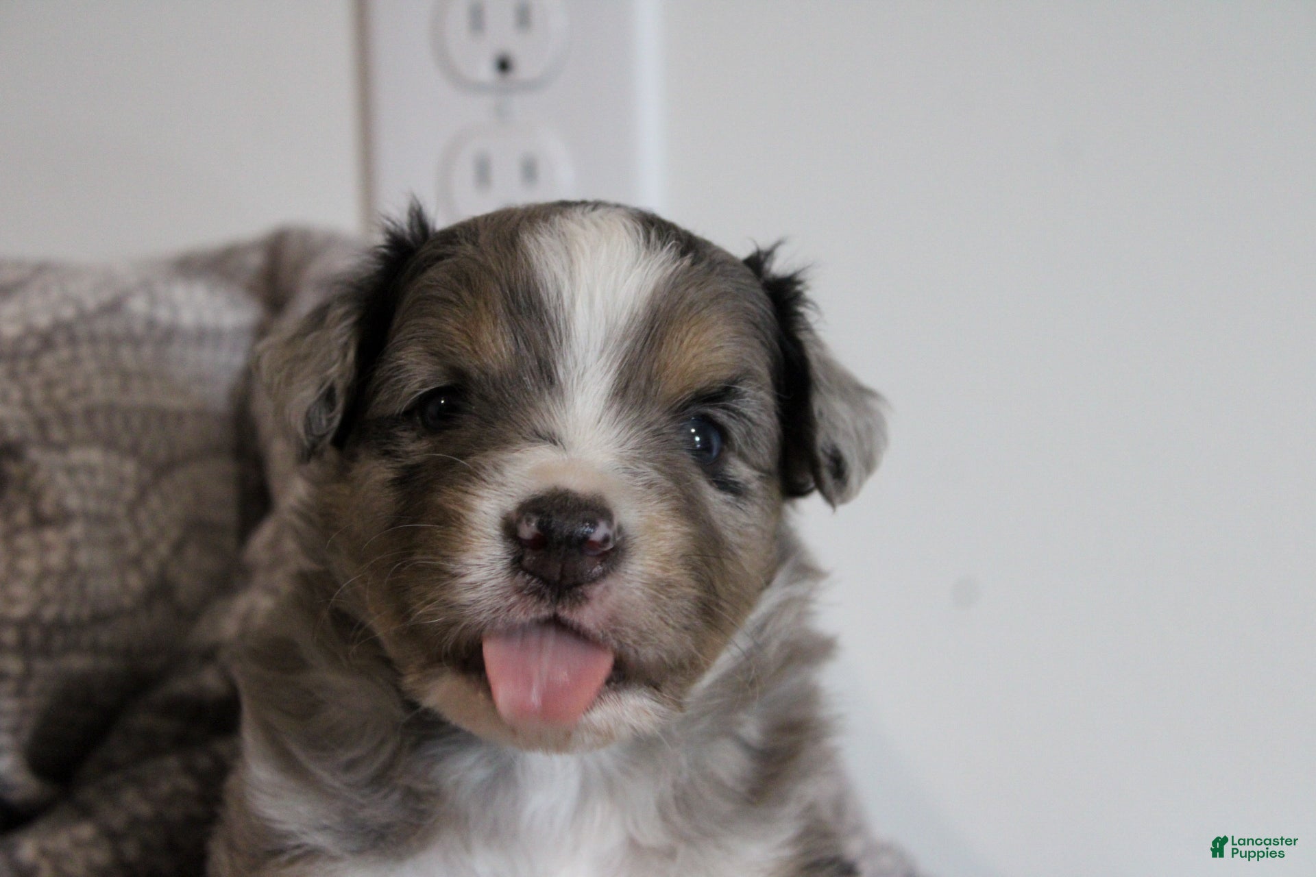 Miniature Australian Shepherd dogs Gage - Ad 1