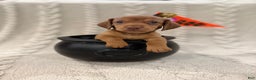 Dachshund dogs for sale: Dachshund Puppy 6 - Ad 3