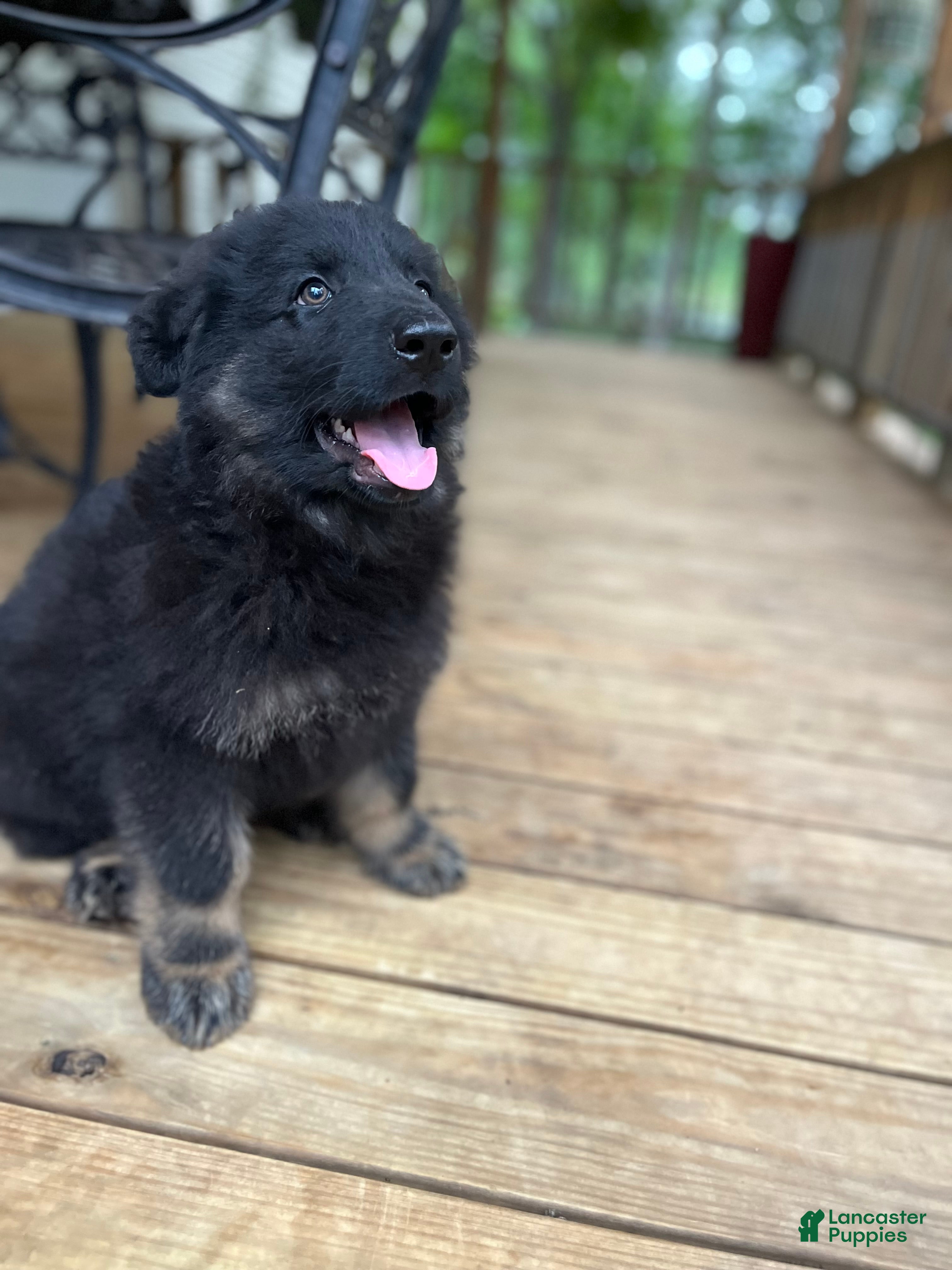 German Shepherd dogs German Shepherd Puppy 3 - Ad 21