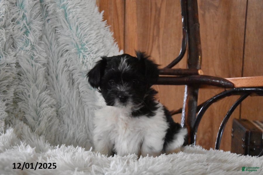 Mixed Breed dogs Chase - Ad 3