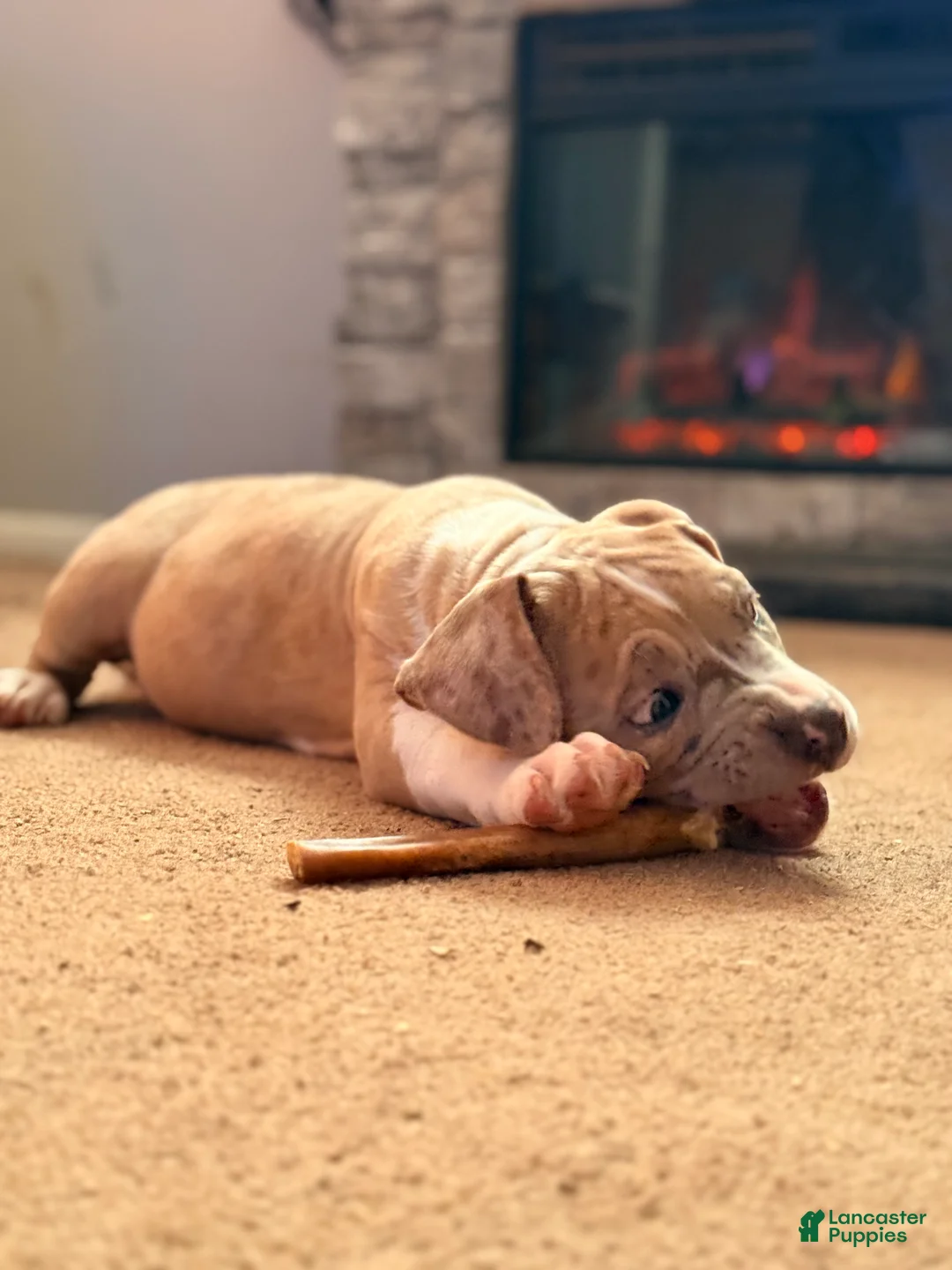 American Bully dogs for sale: American Bully Puppy 1 - Ad 5