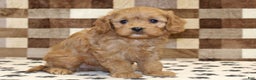 Cavapoo dogs for sale: Emma - Ad 4