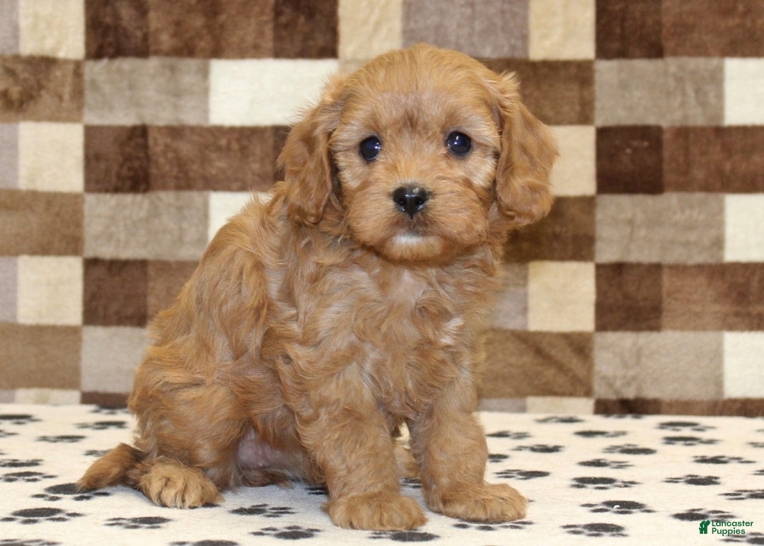 Cavapoo dogs for sale: Emma - Ad 4