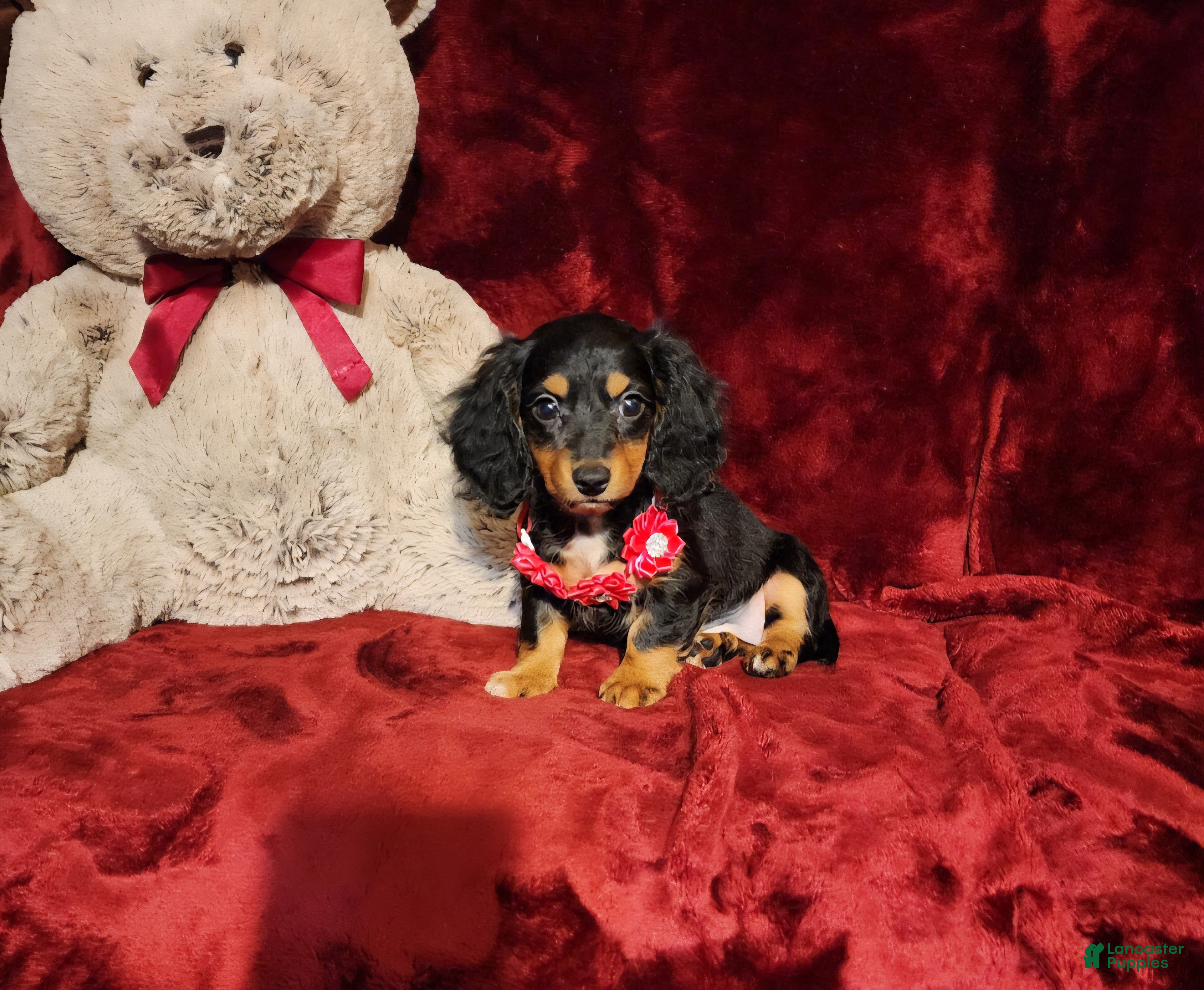 Miniature Dachshund dogs EMBERLY - Ad 16