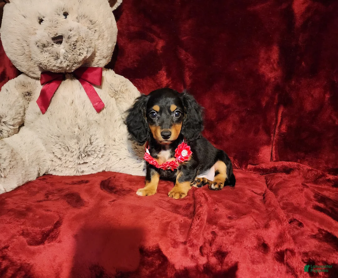 Miniature Dachshund dogs for sale: EMBERLY - Ad 1