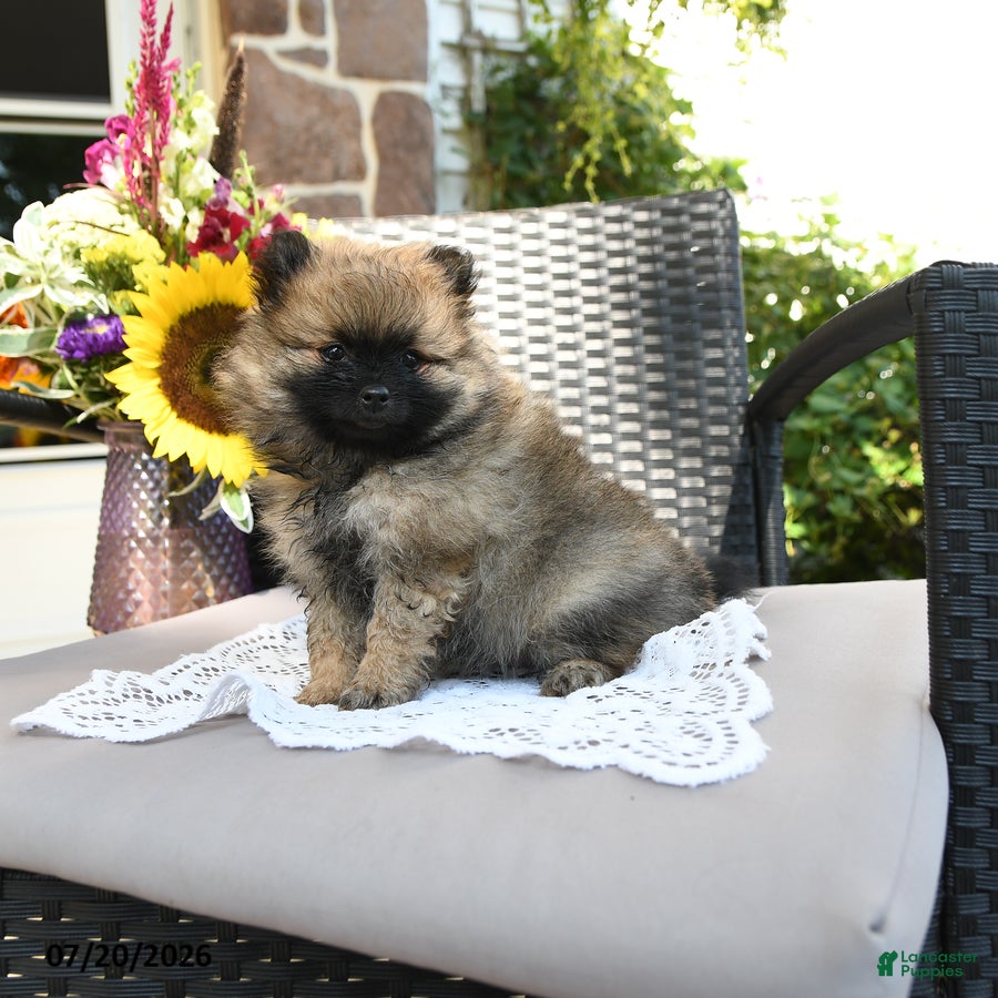 Pomeranian dogs for sale: Trina - Ad 2