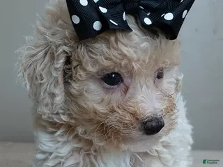 Toy Poodle dogs male sale 2 - Ad 16