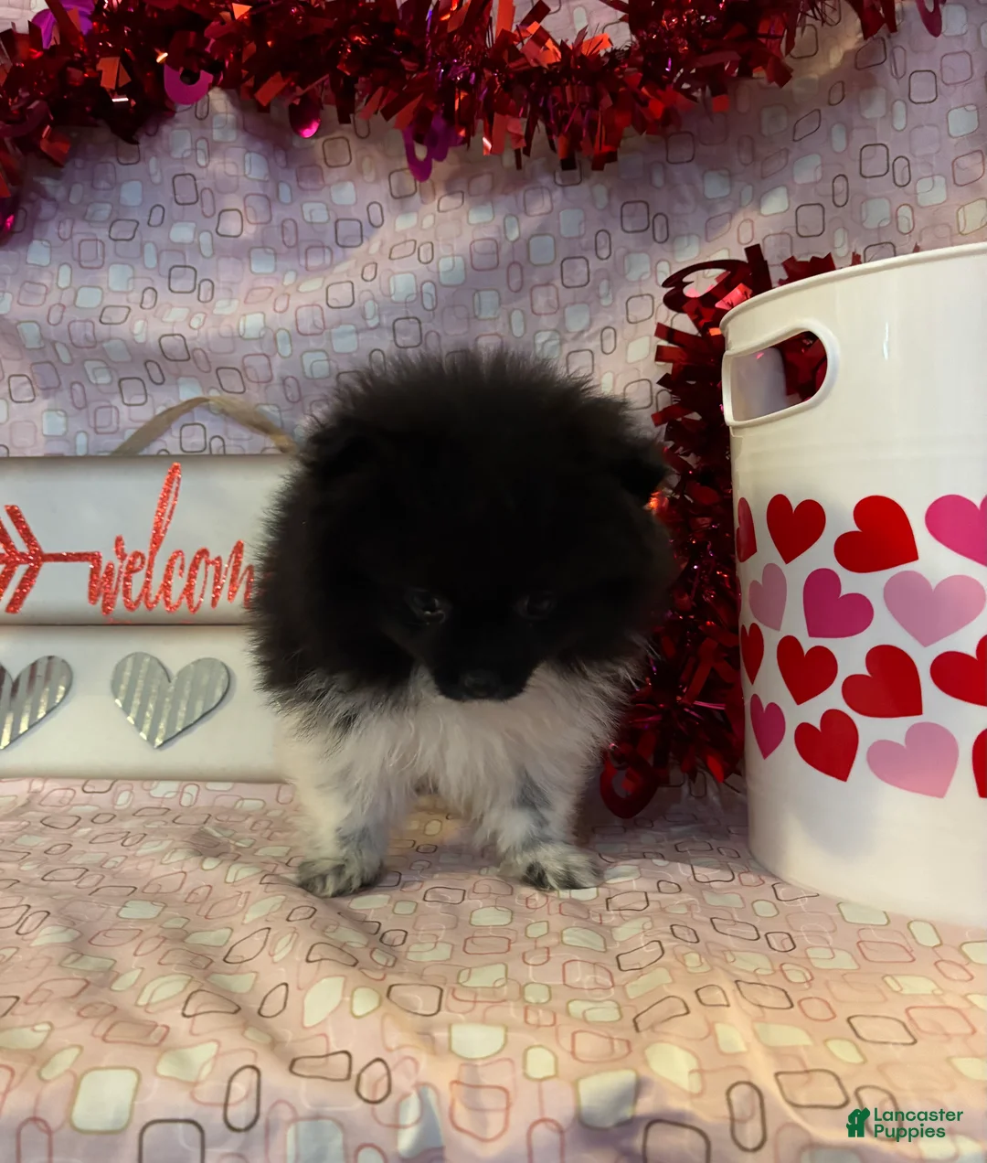 Pomeranian dogs for sale: Gene - Ad 6