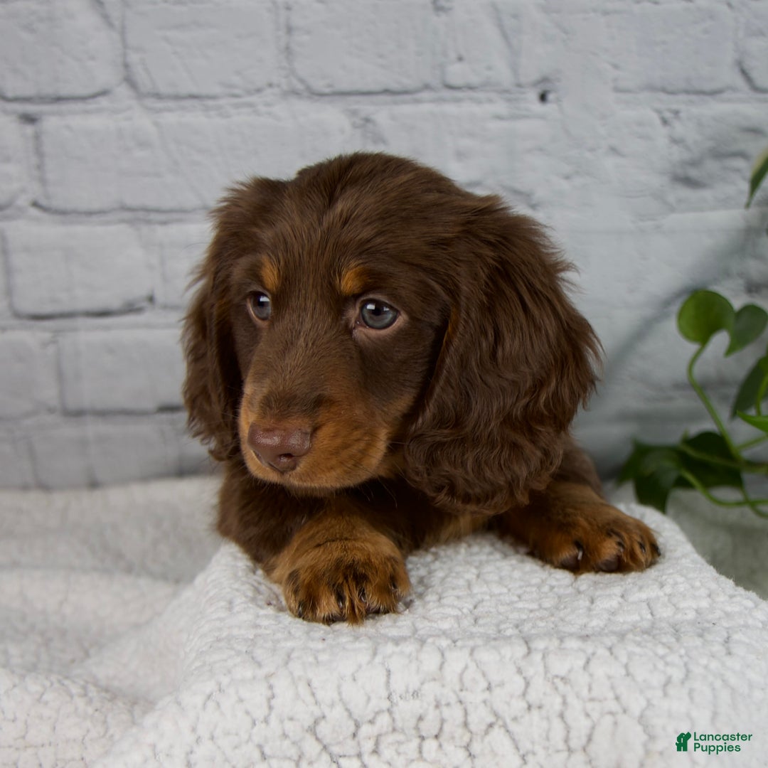 Miniature Dachshund dogs for sale: Manning - Ad 9