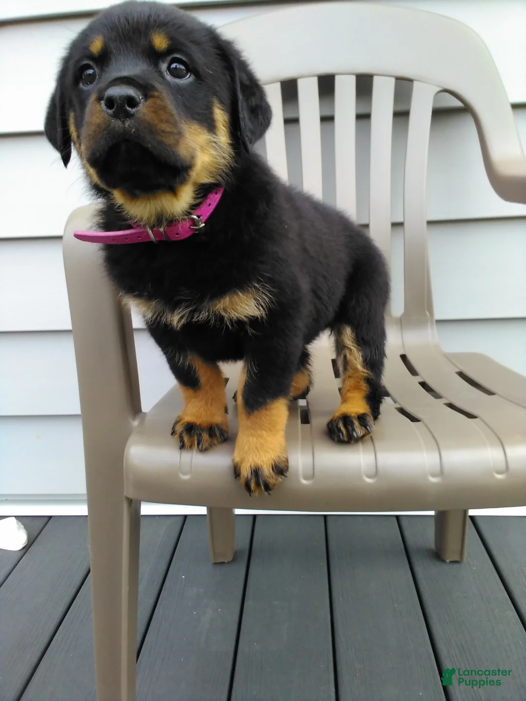 Rottweiler dogs for sale: Rottweiler Puppy 2 - Ad 2