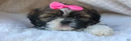 Shih Tzu dogs for sale: RUBY - Ad 13