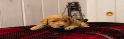 Labradoodle dogs for sale: Olivia - Ad 2
