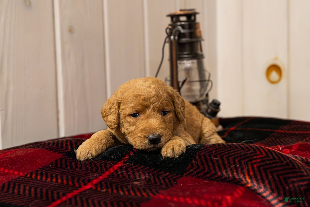 Labradoodle dogs for sale: Olivia - Ad 2