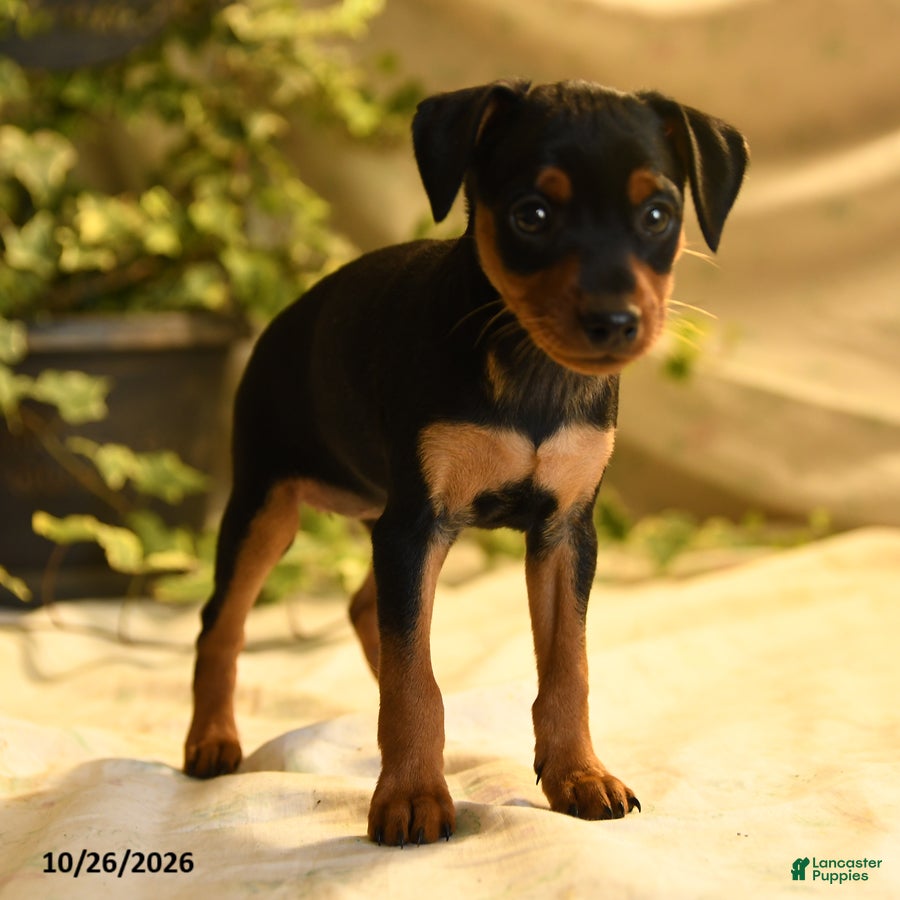Miniature Pinscher dogs for sale: Carolina - Ad 2
