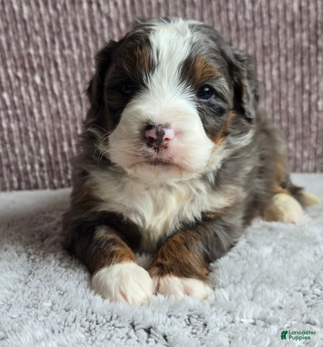 Mini Bernedoodle dogs for sale: Mini Ollie - Ad 5