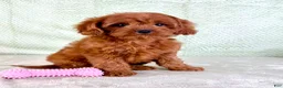 Cavapoo dogs for sale: Lacie - Ad 3