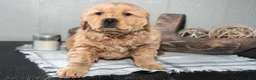 Golden Retriever dogs for sale: Zariah - Ad 3