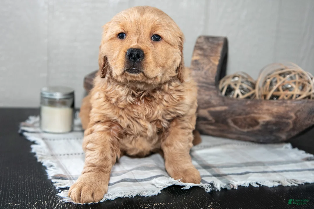 Golden Retriever dogs for sale: Zariah - Ad 3
