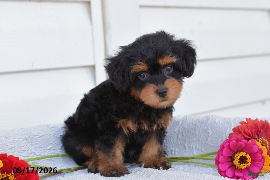 Yorkiepoo dogs Reba - Ad 2