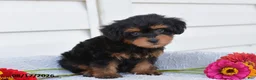 Yorkiepoo dogs for sale: Reba - Ad 2