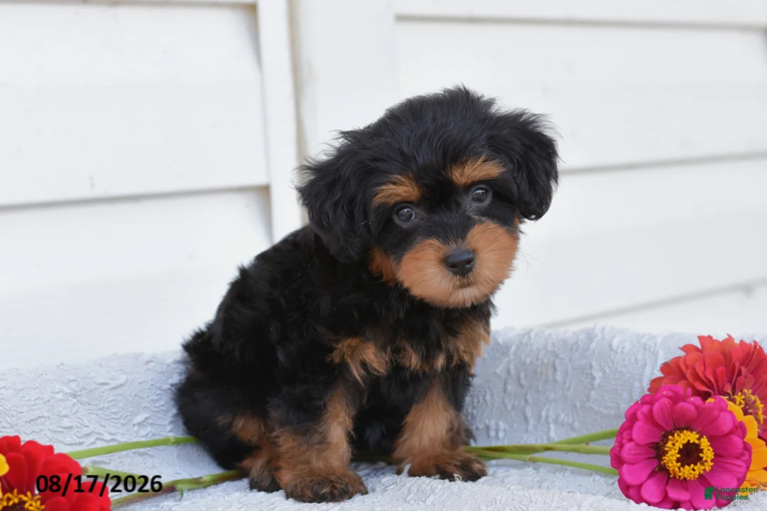 Yorkiepoo dogs for sale: Reba - Ad 2
