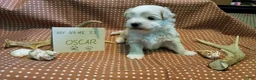 Maltipoo dogs for sale: Oscar - Ad 7