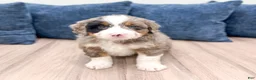 Mini Bernedoodle dogs for sale: Baxter - Ad 1