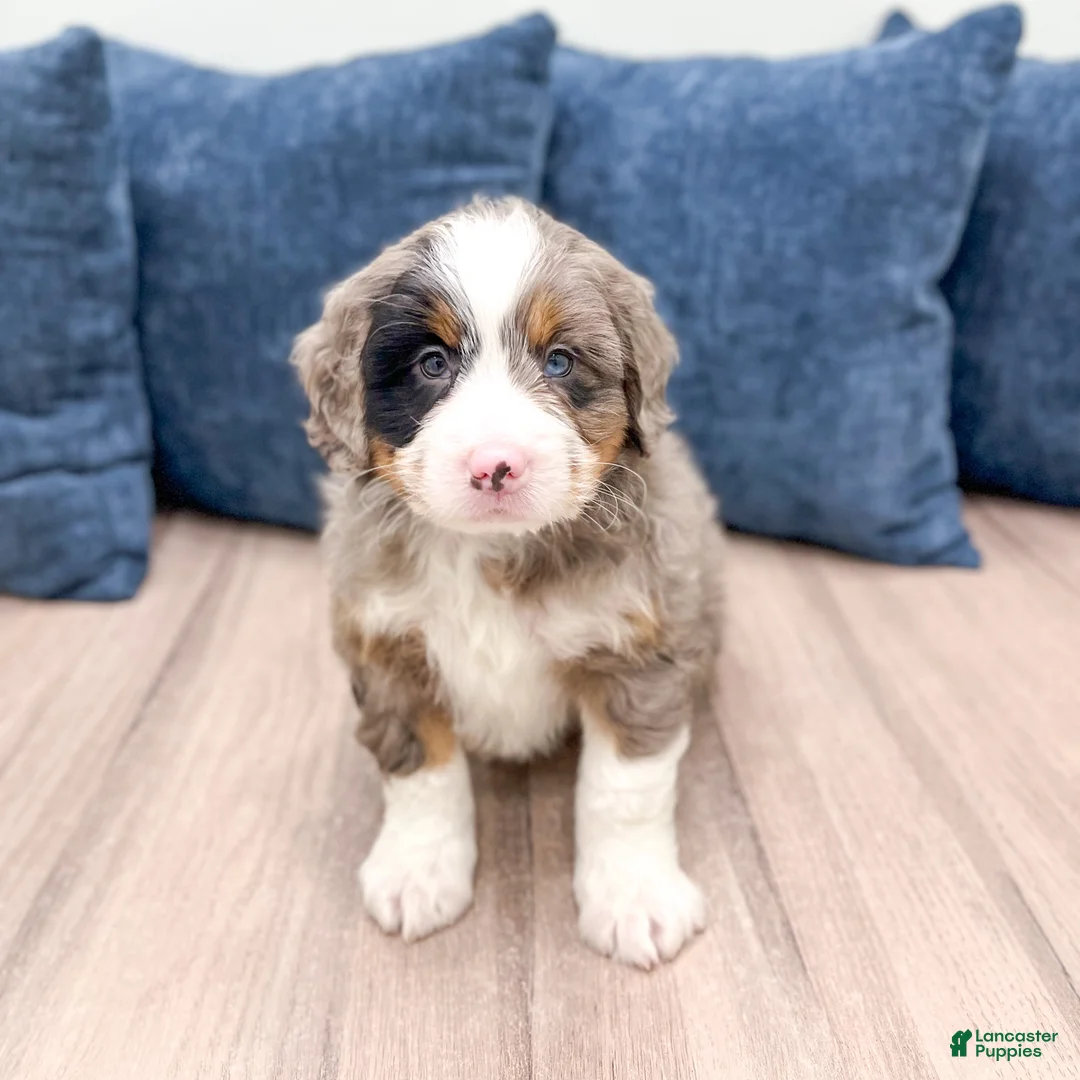 Mini Bernedoodle dogs for sale: Baxter - Ad 1