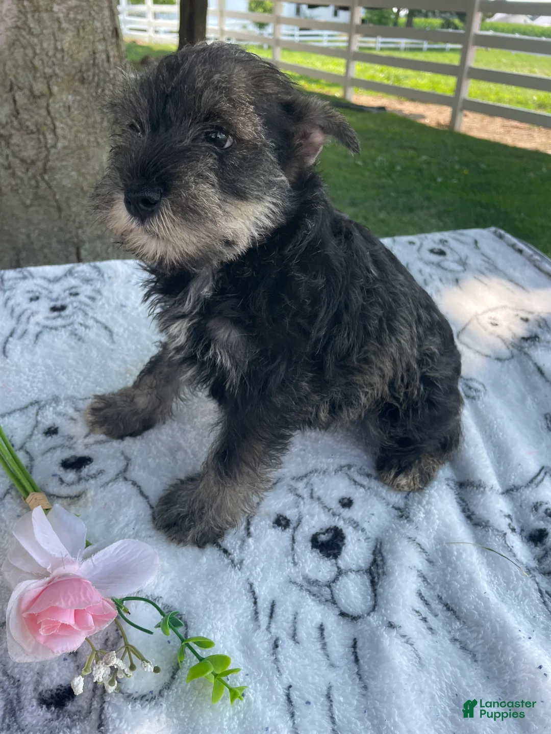Miniature Schnauzer dogs for sale: Axel - Ad 2
