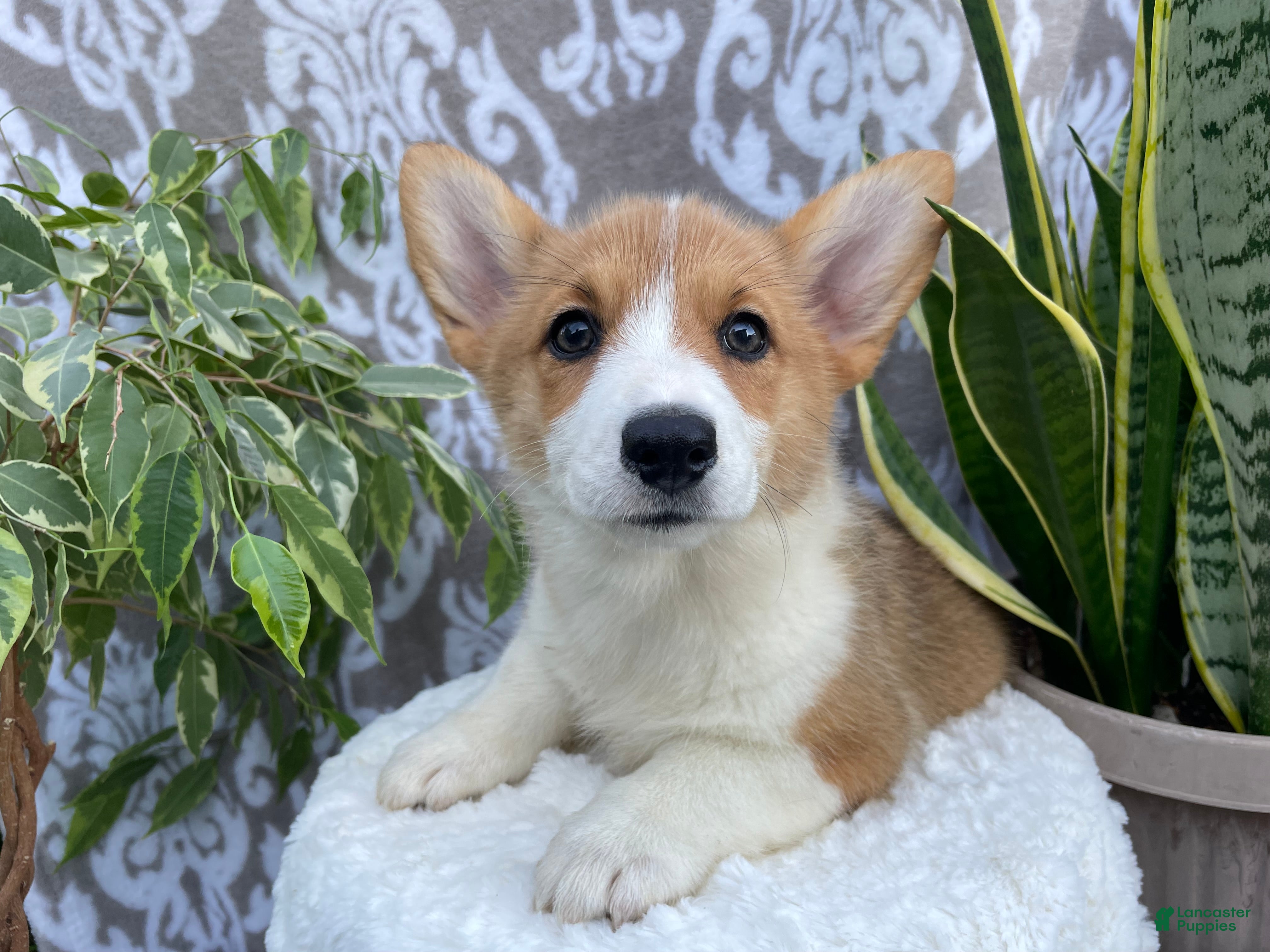 Welsh Corgi Pembroke dogs Sara - Ad 1