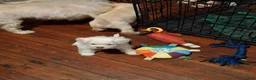 Yorkiepoo dogs for sale: Yorkiepoo 1 - Ad 4